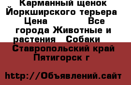 Карманный щенок Йоркширского терьера › Цена ­ 30 000 - Все города Животные и растения » Собаки   . Ставропольский край,Пятигорск г.